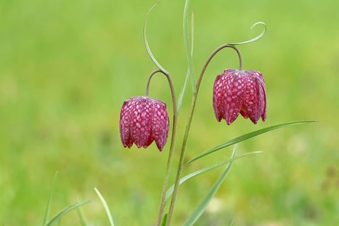 Snake's head fritillary (Fritillaria meleagris), two flowers in a meadow, inflorescence, early