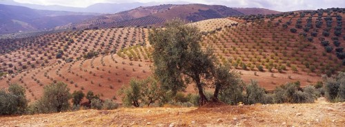 Landscape with Olive Groves in Granada Province, Andalusia, Spain, Southern Europe. Scanned slide,