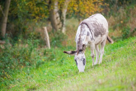Donkey (Equus asinus asinus) or domestic donkey, white-grey pied animal with eel line and shoulder