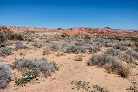 Evening Primrose wildflowers and other desert vegetation on the desert floor of Valley of Fire