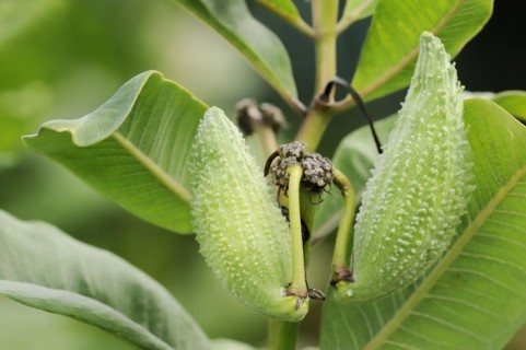 Common milkweed (Asclepias syriaca), fruit, ornamental plant, native to North America