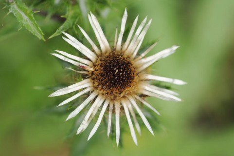 Carline thistle (Carlina vulgaris), flower, Bavaria, Germany, Europe