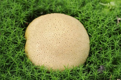 Common earthball (Scleroderma citrinum), De Hoge Veluwe National Park, Gelderland, Netherlands