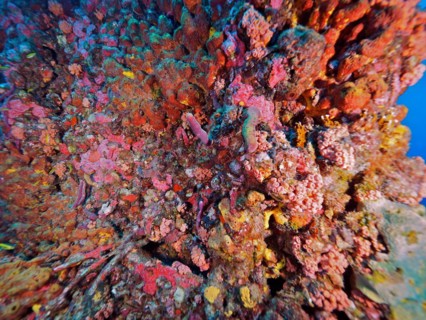 Colourful underwater vegetation with a variety of colours and textures. Wreck of the USS Spiegel