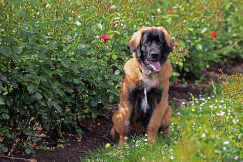 Leonberger