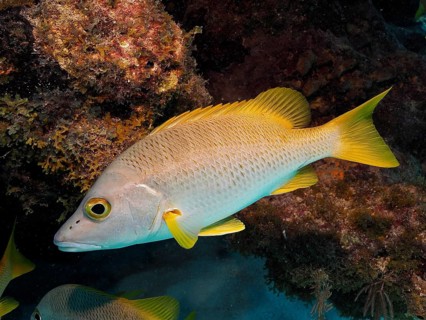Yellow fish, schoolmaster snapper (Lutjanus apodus), swimming near rocks in the underwater world.