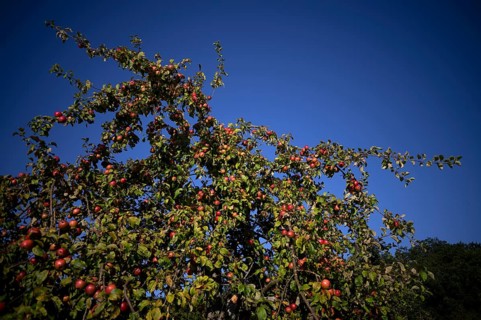 Apple tree, red apples, full, meadow orchard, Waiblingen, Baden-Württemberg, Germany, Europe