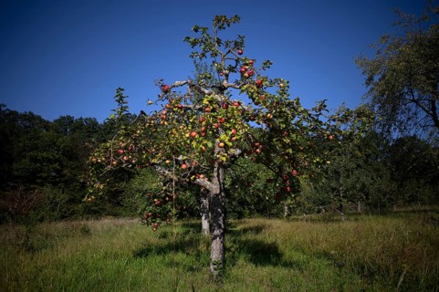 Apple tree, red apples, full, meadow orchard, Waiblingen, Baden-Württemberg, Germany, Europe