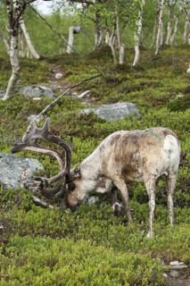 Reindeer (Rangifer tarandus) male, domesticated animal with strong velvet antlers in the tundra in