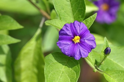 Blue blue potato bush (Lycianthes rantonnetii), gentian tree, flowering, Wilnsdorf, North