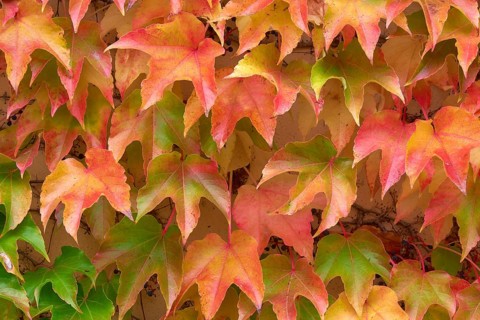 Wild Vine Red and yellow autumn leaves cover a wall and create a colourful, natural texture,