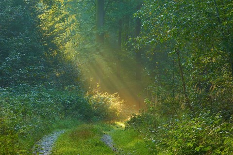 Picturesque forest path with bright sunbeams and lush greenery, a peaceful nature picture,