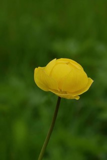 European trollflower (Trollius europaeus), yellow flower on a wet meadow, Wilnsdorf, North