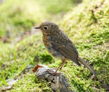 European robin (Erithacus rubecula), young bird standing on a mossy stone, Germany, Europe