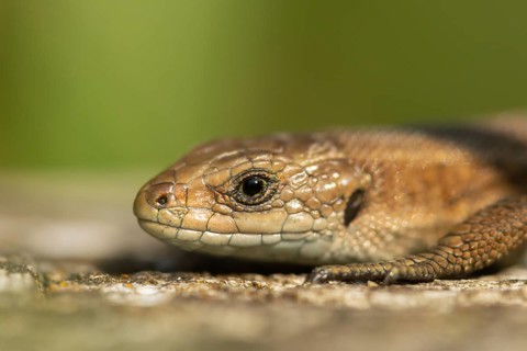 Common lizard (Zootoca vivipara) adult reptile basking on a wooden sleeper, England, United