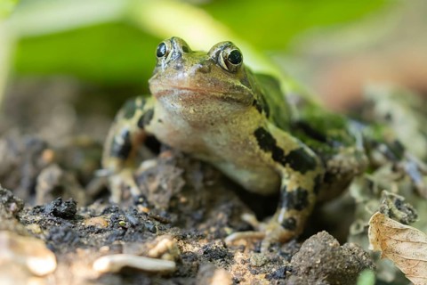 Common frog (Rana temporaria) adult amphibian on a garden vegetable bed in the summer, England,