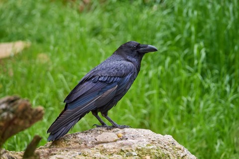 Raven (Corvus corax), standing on a stone and observing its surroundings, summer, Switzerland,
