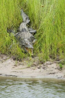 Nile Crocodile (Crocodylus niloticus), wild adult animal rests with open mouth in green grass in
