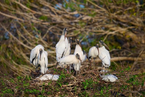 Wood stork (Mycteria americana), group on nest tree, Wakodahatchee Wetlands, Delray Beach, Florida,