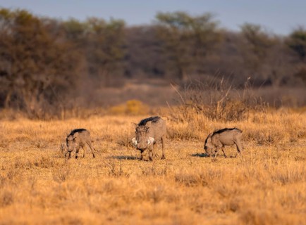 Common warthog (Phacochoerus africanus), three warthogs foraging for food, in the evening light,