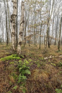 Fog in birch quarry forest (Betula pendula), Emsland, Lower Saxony, Germany, Europe