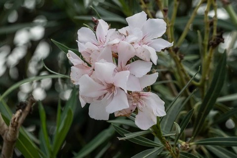 Oleander (Nerium oleander), Sicily, Italy, Europe