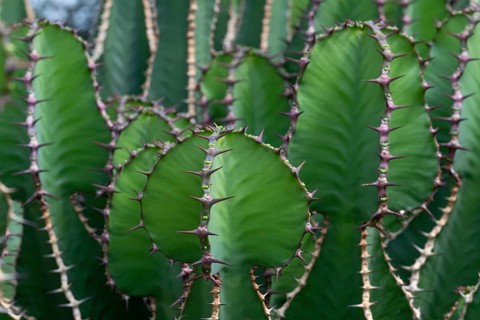 Euphorbia, Princess of Wales Conservatory, Royal Botanic Gardens (Kew Gardens), UNESCO World