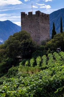 Powder tower between vines, wine-growing area, Tappeinerweg, Tappeiner promenade, high-altitude