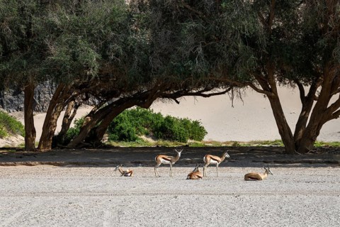 Angolan springboks (Antidorcas angolensis) in the Hoanib dry river, Kaokoveld, Kunene region,