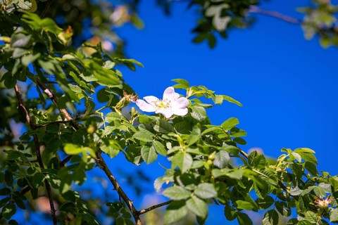 Rosa canina (Rosa corymbifera) in front of a blue sky, Ternitz, Lower Austria, Austria, Europe