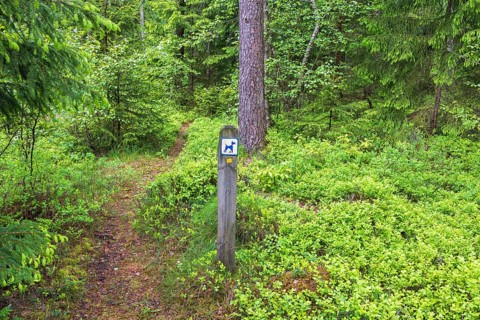 Sign for a dog footpath in a coniferous forest with blueberry bushes on the ground