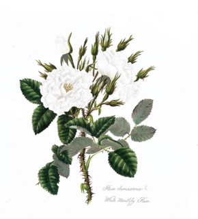 Rosa damascena, Rose, Historic rose, Rose variety, Illustration from 1799, Historic, digitally