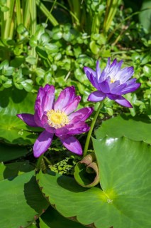 Blue-purple coloured tropical water lilies in garden pond, Gigantea Dark Purple, water lily,