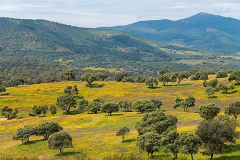 Wide landscape with green hills and trees, interrupted by yellow and blue of the sky in spring,