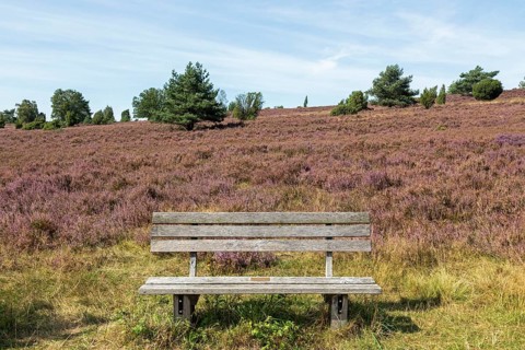 Heather blossom, trees, bench, Wilseder Berg near Wilsede, Bispingen, Lüneburg Heath, Lower Saxony,