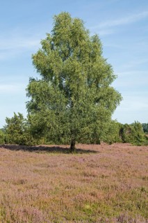 Heather blossom, trees, birch, near Wilsede, Bispingen, Lüneburg Heath, Lower Saxony, Germany,