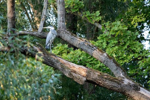 Grey heron sitting on a tree, Stadtpark Rotehorn, Magdeburg, Saxony-Anhalt, Germany, Europe