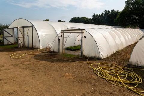 Large polythene poly-tunnels at Swanns Nursery garden centre, Suffolk, England, UK