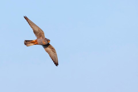 Red-footed Falcon, (Falco vespertinu), flight photo, falcon family, Tower Hide, Tiszaalpár,