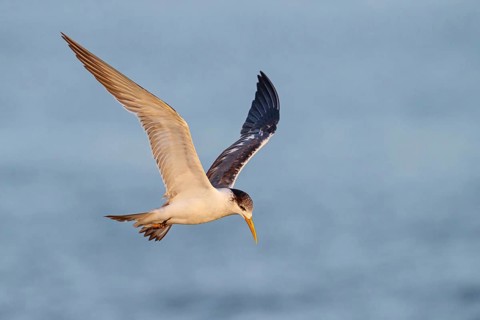 Caspian Tern, flight photo, (Thalasseus bergii), East Khawr / Khawr Ad Dahariz, Salalah, Dhofar,