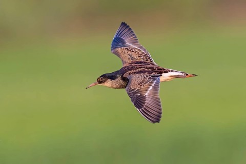 Ruff (Philomachus pugnax), male, flight photo, Narew, Bialystok, Podlasie, Poland, Europe
