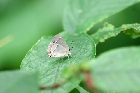 Blue oak hairstreak (Favonius quercus), butterfly, insect, leaf, wing, The small oak hairstreak