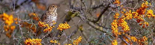 Song thrush (Turdus philomelos), Heligoland Island, Schleswig-Holstein, Federal Republic of Germany