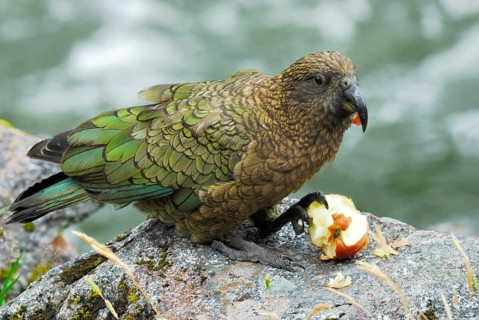 Kea (Nestor notabilis) eating an apple, Fiordland National Park, South West New Zealand World