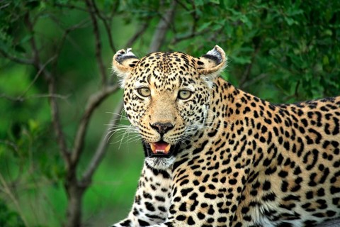 Leopard (Panthera pardus), adult, on tree, portrait, Sabisabi Private Game Reserve, National Park,