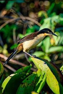 Black capped Donacobius (Donacobius atricapilla) perched on a branch in the tropical forest, Alta