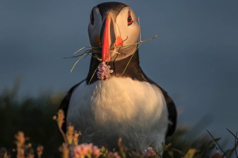 Puffin (Fratercula arctica) standing in a flower meadow in the evening light of the midnight sun,