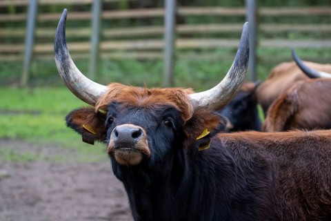 Close-up of an aurochs