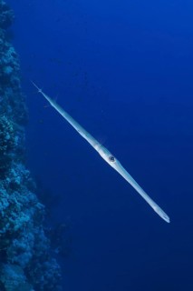A Bluespotted Cornetfish (Fistularia commersonii) swims parallel to a coral reef in the blue ocean.