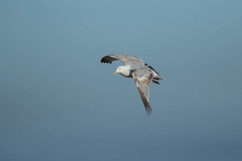 Herring gull (Larus argentatus) adult bird in flight, Suffolk, England, United Kingdom, Europe